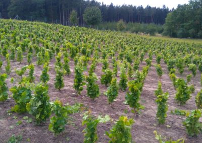 The Rájec Vineyard – Nectar Lucis