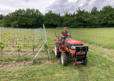 Vineyard – Nectar Lucis