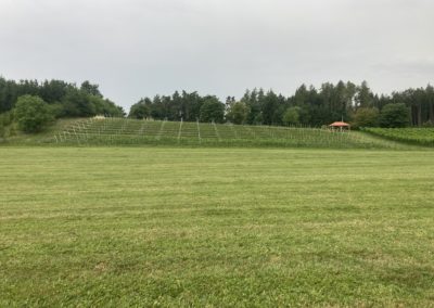 Vinohrad Rájec – Nectar Lucis